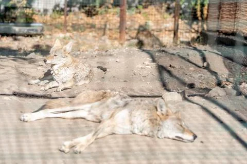 Wolves are sunbathing Stock Photos