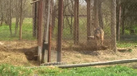 Wolves in the cell Stock Footage 8979765