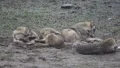 Wolves cleaning fur 6352 HD Footage