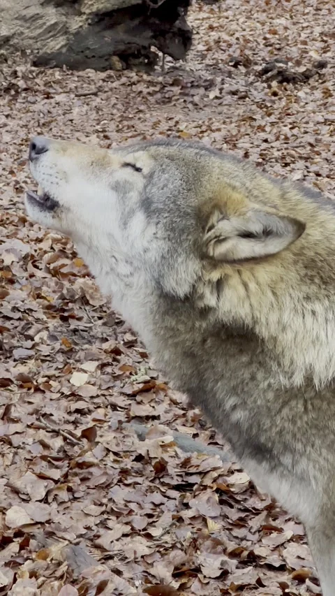 Wolves communicating by howling Stock Footage 331575982