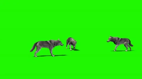 Wolves eat - with and without shadow Stock Footage 47959675