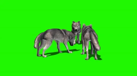 Wolves eat - with and without shadow 4 Video stock 47959833