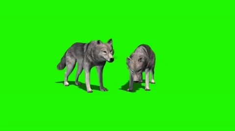Wolves eat - with and without shadow 5 Video stock 47960489
