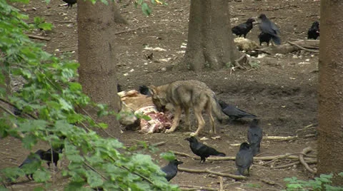 Wolves eats fresh carcass 스톡 동영상 23994846