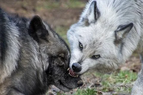 Wolves engage in social behavior while sharing food in a forested area duri.. Stock Photos