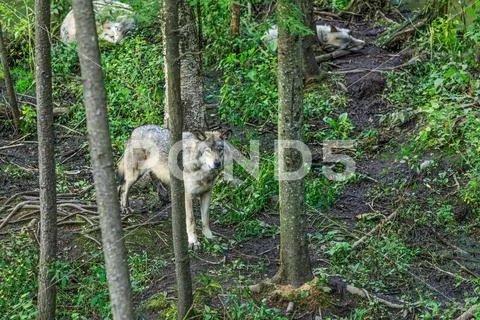 Wolves family among trees in a dense forest. The wolf in the alert ...