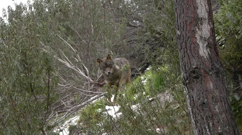 Wolves Stock Footage 35771428