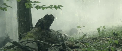 Wolves Stock Footage 154890020