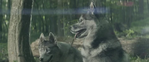 Wolves Stock Footage 154890038