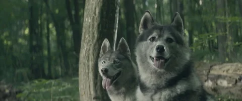 Wolves Stock Footage 154890047