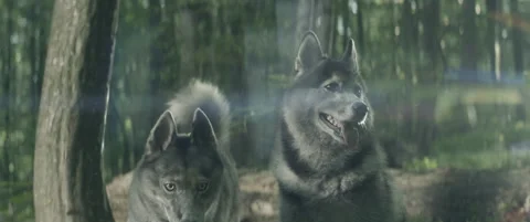 Wolves Video stock 154890061