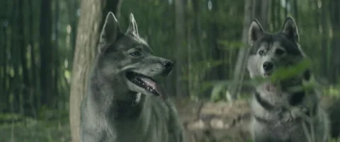 Wolves Stock Footage 154890065