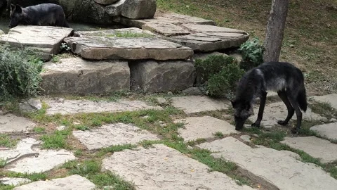 Wolves Video stock 328849141