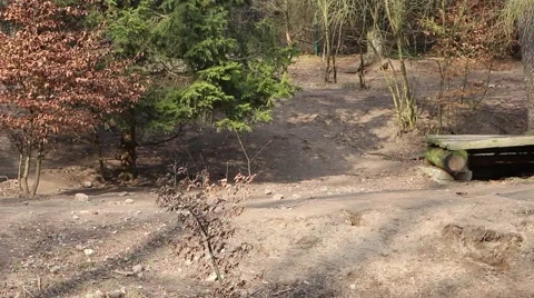 Wolves in the forest 2 Stock Footage 47530807