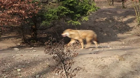 Wolves in the forest 3 스톡 동영상 47531324