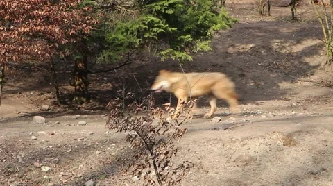 Wolves in the forest 4 Stock Footage 47531895