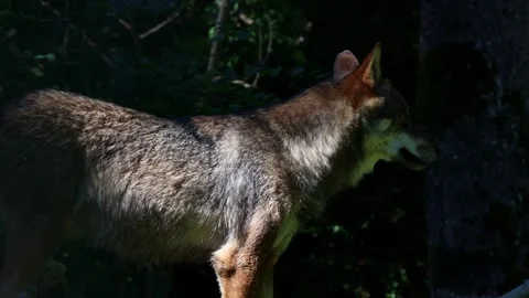 Wolves in the forest 4k 30fps video Video stock 282045531