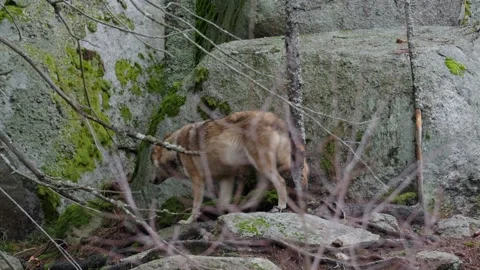 Wolves in the forest Stock Footage 261167192