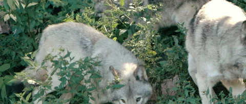 Wolves in forest leaves close up Stock Footage 168329428