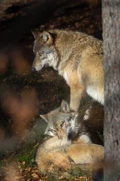 Wolves in the forest Foto stock