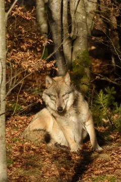 Wolves in the forest Foto stock