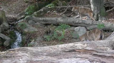 Wolves in forest scenery mit small stream Stock Footage 43812322