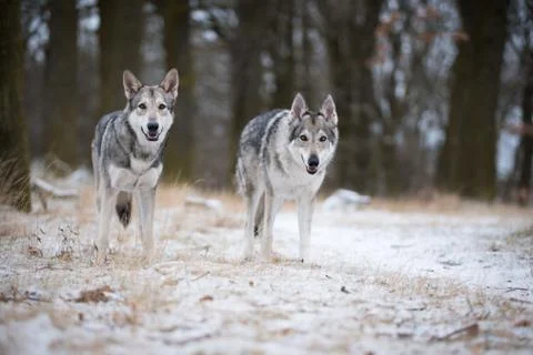 Wolves in forrest in winter Stock Photos
