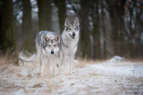 Wolves in forrest in winter Stock Photos