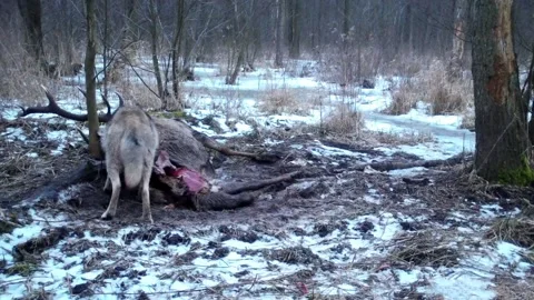Wolves hunt and eat  deer in Kampinoski Nation Park near Warsaw Stock Footage 150325941