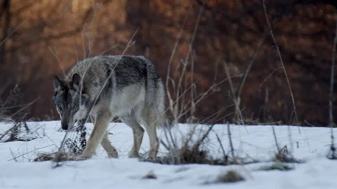 Wolves hunt and explore in Bavarian Forest National Park during winter Stock Footage 325637000