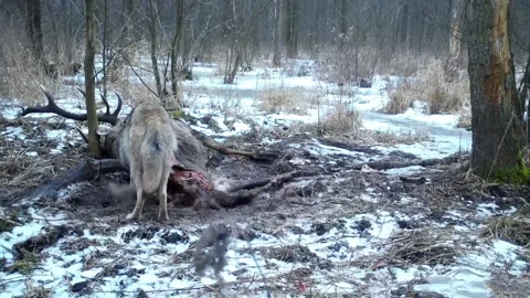 Wolves hunts and eat  deer in Kampinoski Nation Park near Warsaw Stock Footage 150326023