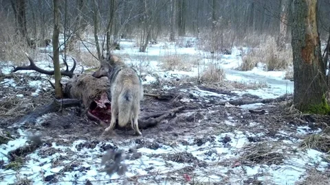 Wolves hunts and eat  deer in Kampinoski Nation Park near Warsaw Stock Footage 150326078