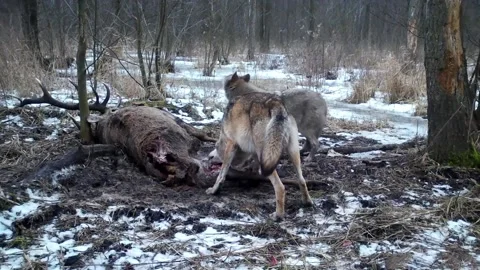 Wolves hunts and eat  deer in Kampinoski Nation Park near Warsaw Stock Footage 150326252