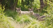 Wolves In A Large Wolf Pack Walking In The Forest Stock Footage