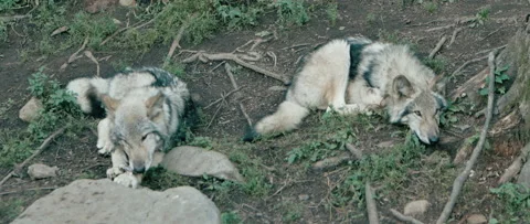 Wolves lying around chewing in the grass Stock Footage 168329455