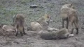 Wolves at a misty day 6354 2/2 HD Footage
