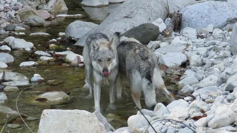 Wolves in a mountain river Vidéo 94671129