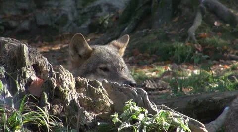 Wolves move through a forested area in winter Stock Footage