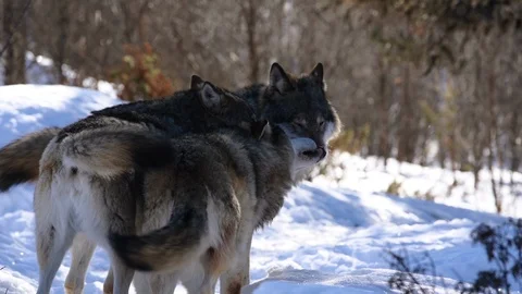 The wolves of The North Stock Footage 104767808