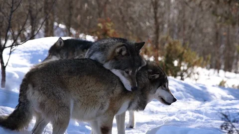 The wolves of The North Stock Footage 104767878