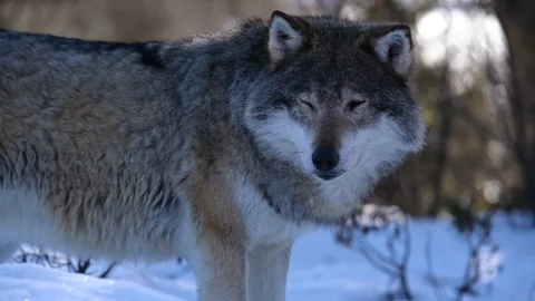 The wolves of The North Stock Footage 104767939