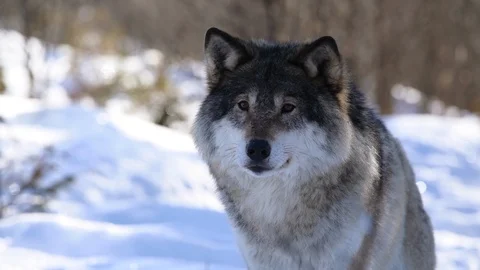 The wolves of The North Stock Footage 104767982