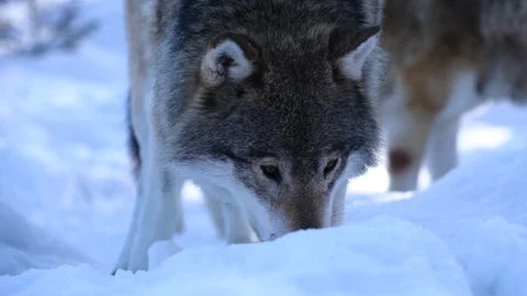 The wolves of The North Stock Footage 104767988