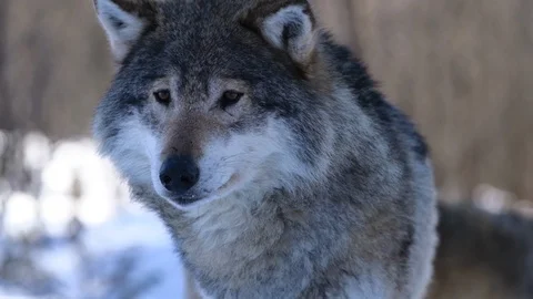 The wolves of The North Vídeo Stock 104768048