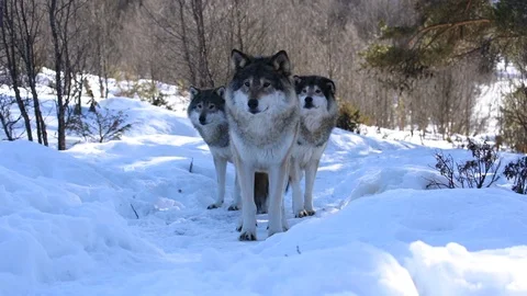 The wolves of The North Stock Footage 104768066