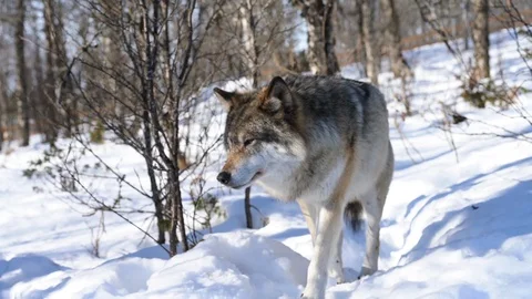 The wolves of The North Stock Footage 104768091