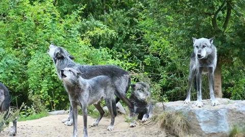 Wolves pack is howling in front of forrest Stock Footage