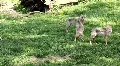 Wolves pack at a sunny day HD Footage