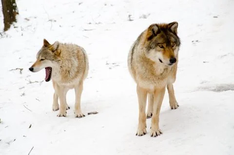 Wolves Stock Photos