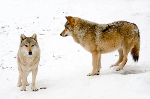 Wolves Stock Photos